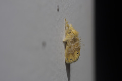 Artaxa guttata