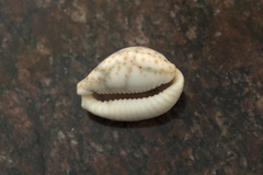 Naria ocellata