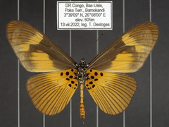 Acraea paragea
