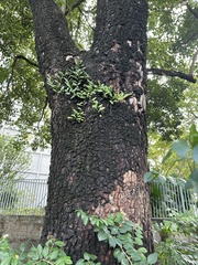 Ficus benjamina