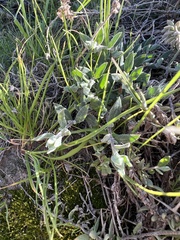 Extriplex californica