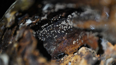 Resupinatus striatulus