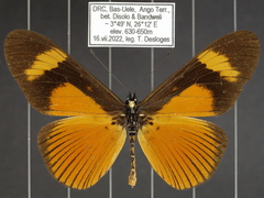 Acraea tellus tellus