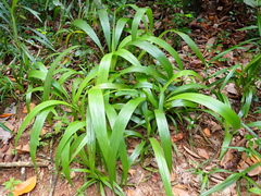 Hypoxidia rhizophylla