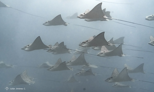 Spotted eagle ray