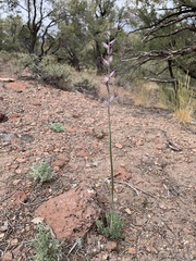 Caulanthus crassicaulis