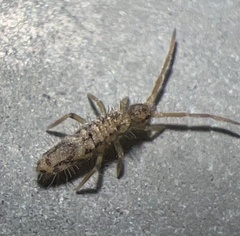 Entomobrya katzi