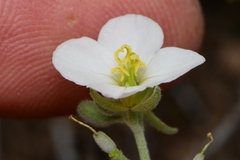 Nerisyrenia camporum
