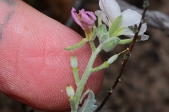 Nerisyrenia camporum