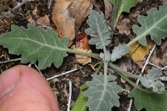 Nerisyrenia camporum