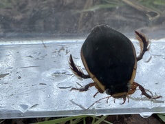 Dytiscus verticalis