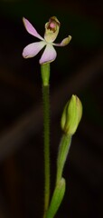Caladenia pusilla