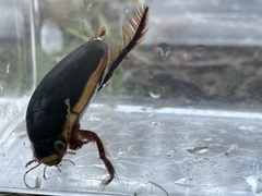 Dytiscus verticalis