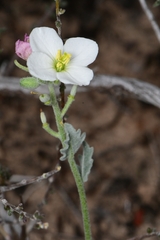 Nerisyrenia camporum