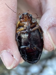 Dytiscus verticalis