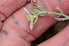 Nerisyrenia camporum