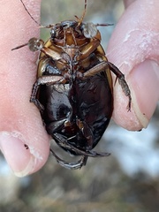 Dytiscus verticalis