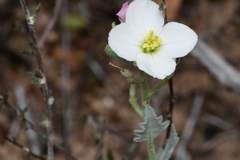 Nerisyrenia camporum