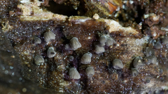 Resupinatus striatulus