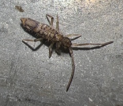 Entomobrya katzi
