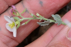 Nerisyrenia camporum