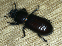 Aulacocyclus edentulus