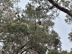 Pteropus poliocephalus