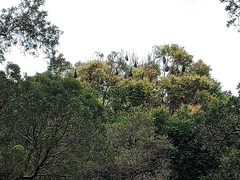 Pteropus poliocephalus