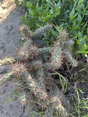 Cylindropuntia prolifera