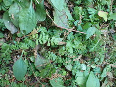 Ellisiophyllum pinnatum