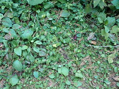 Ellisiophyllum pinnatum