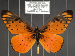 Acraea pseudegina