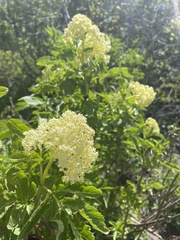 Sambucus racemosa melanocarpa