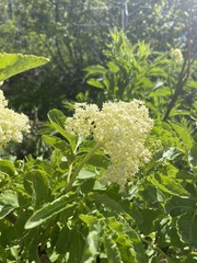 Sambucus racemosa melanocarpa