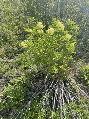 Sambucus racemosa melanocarpa