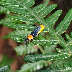 Chauliognathus tricolor