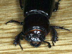 Aulacocyclus edentulus