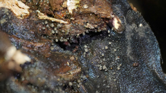 Resupinatus striatulus