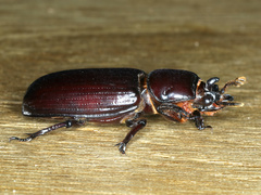 Aulacocyclus edentulus