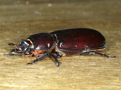 Aulacocyclus edentulus