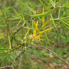 Persoonia juniperina