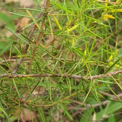 Persoonia juniperina