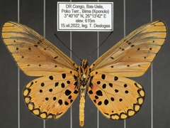 Acraea pseudegina