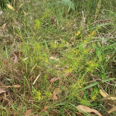Persoonia juniperina