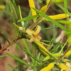 Persoonia juniperina