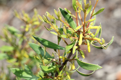 Persoonia sericea
