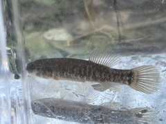 Umbra limi