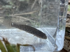 Umbra limi