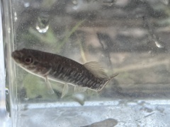 Umbra limi