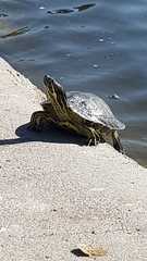 Trachemys scripta